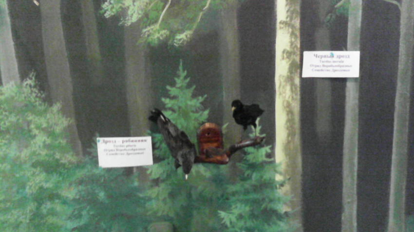 В зале птиц смешанных и хвойных лесов музея «Мир птиц национального парка Мещёра. Дрозд-рябинник и чёрный дрозд
