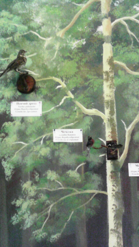 В зале птиц смешанных и хвойных лесов музея «Мир птиц национального парка Мещёра. Чечётка и певчий дрозд