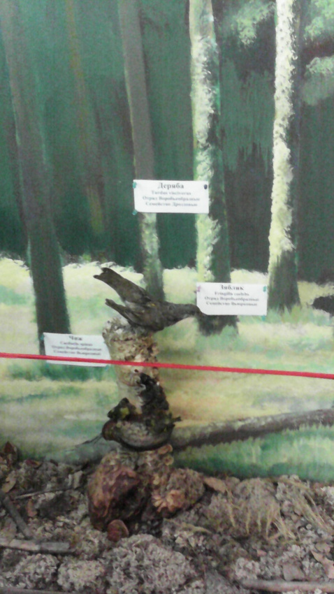 В зале птиц смешанных и хвойных лесов музея «Мир птиц национального парка Мещёра. Чиж, деряба и зяблик