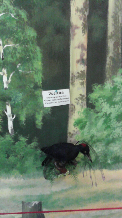 В зале птиц смешанных и хвойных лесов музея «Мир птиц национального парка Мещёра. Чечётка и певчий дрозд. Желна