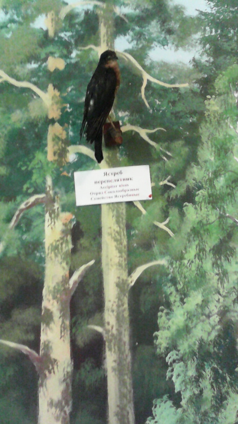 В зале птиц смешанных и хвойных лесов музея «Мир птиц национального парка Мещёра. Ястреб-перепелятник