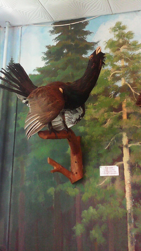 В зале птиц смешанных и хвойных лесов музея «Мир птиц национального парка Мещёра. Глухарь