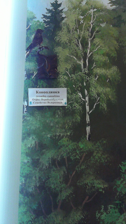 В зале птиц смешанных и хвойных лесов музея «Мир птиц национального парка Мещёра. Коноплянка
