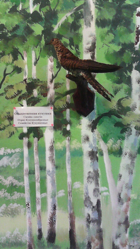 В зале птиц смешанных и хвойных лесов музея «Мир птиц национального парка Мещёра. Обыкновенная кукушка