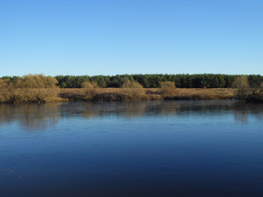 Заводской пруд. Вид на сосновые посадки
