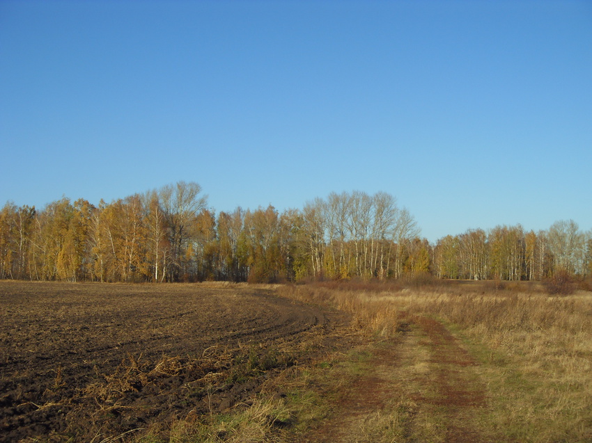 Дорога на лесополосу