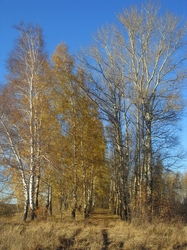 Природа по октябрьски