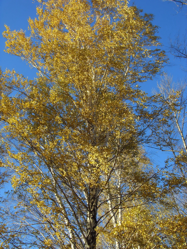 Жёлтое убранство