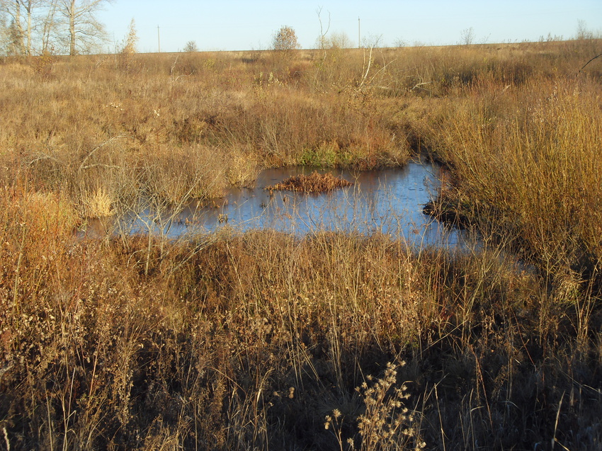 Бобриная заводь