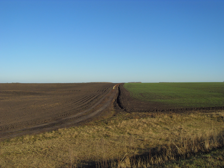 Поля Кубани