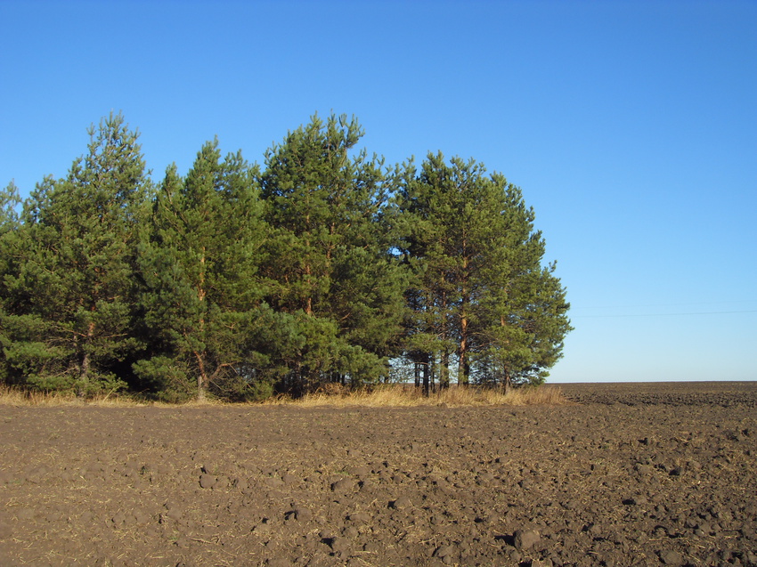 Поле вокруг соснового леса