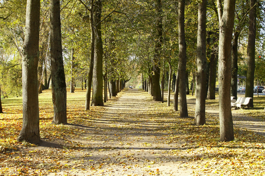 Аллея в Павловске