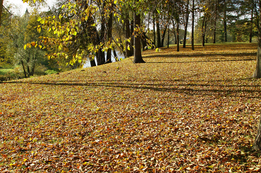 Сквер в Павловске