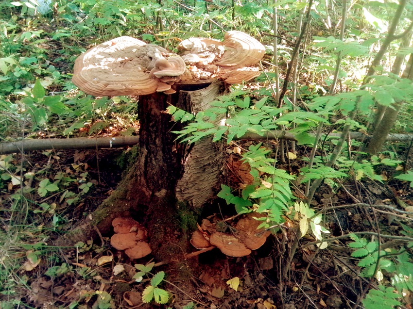 Сяду на пенёк......