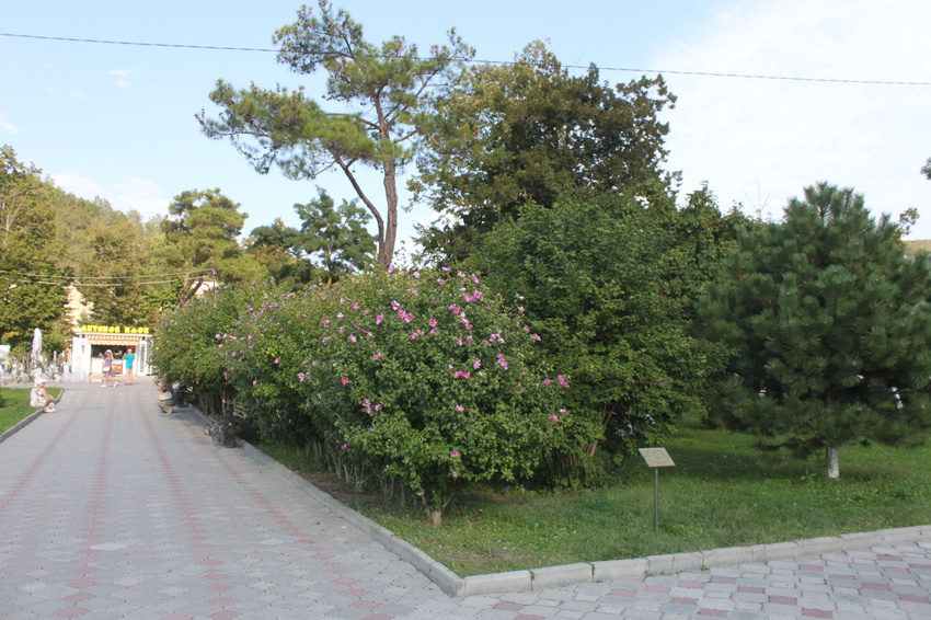 Абрау-Дюрсо.