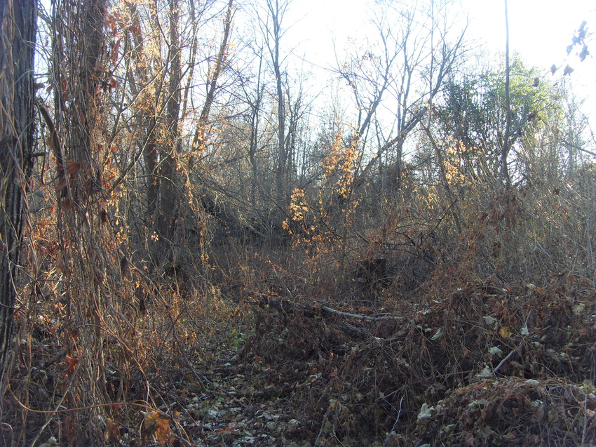 Осенние джунгли Кубани. Брошенный сад