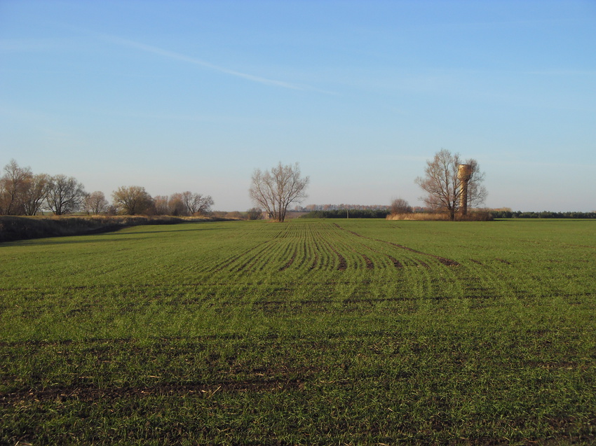 Зелёное поле