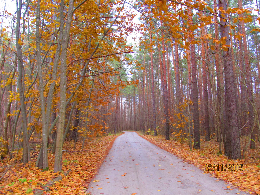 Осенняя дорога Голубовка-Старая Гута.