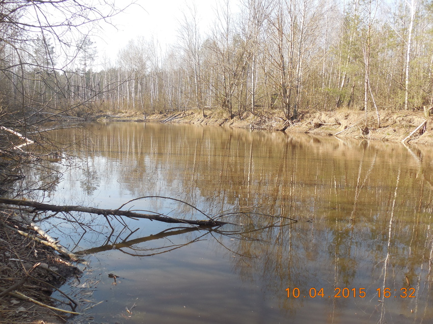 Бобровый пруд в лесу д.Яечковичи