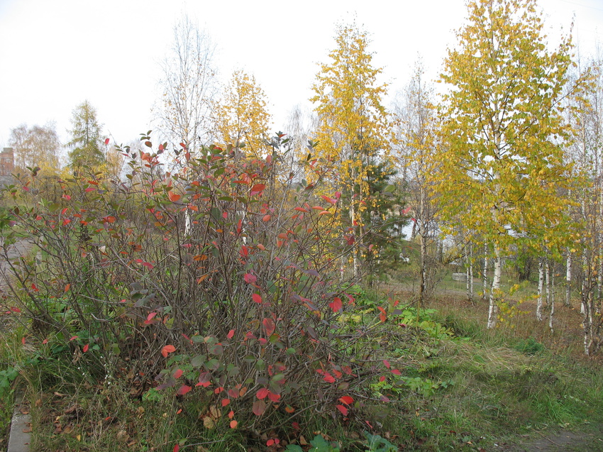 Сыктывкар 2015