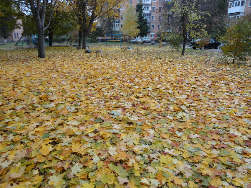 30 октября 2015 года, Дослидницкое