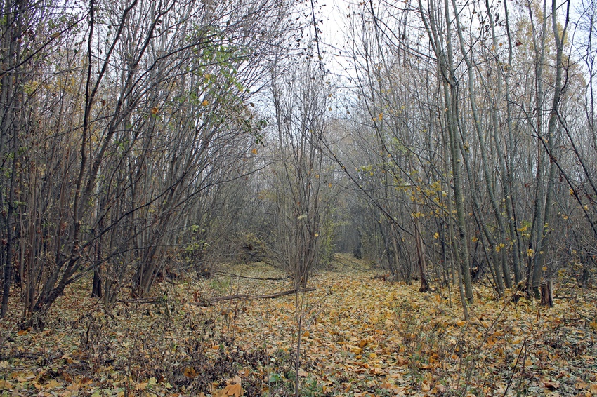 Осенняя природа села Чурсино