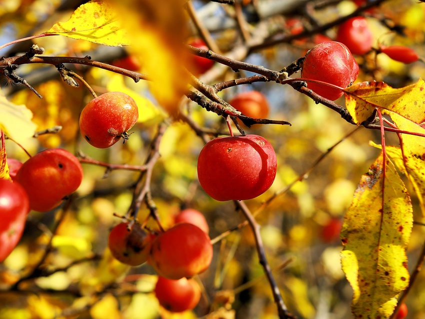 Осень в саду Красной Горки