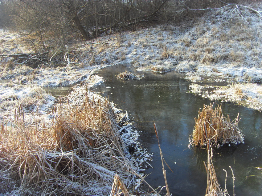 Бобриные места