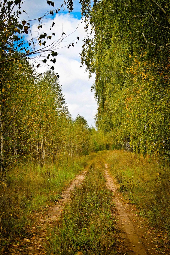 Лес на колхозных полях. Село Старотомниково.
