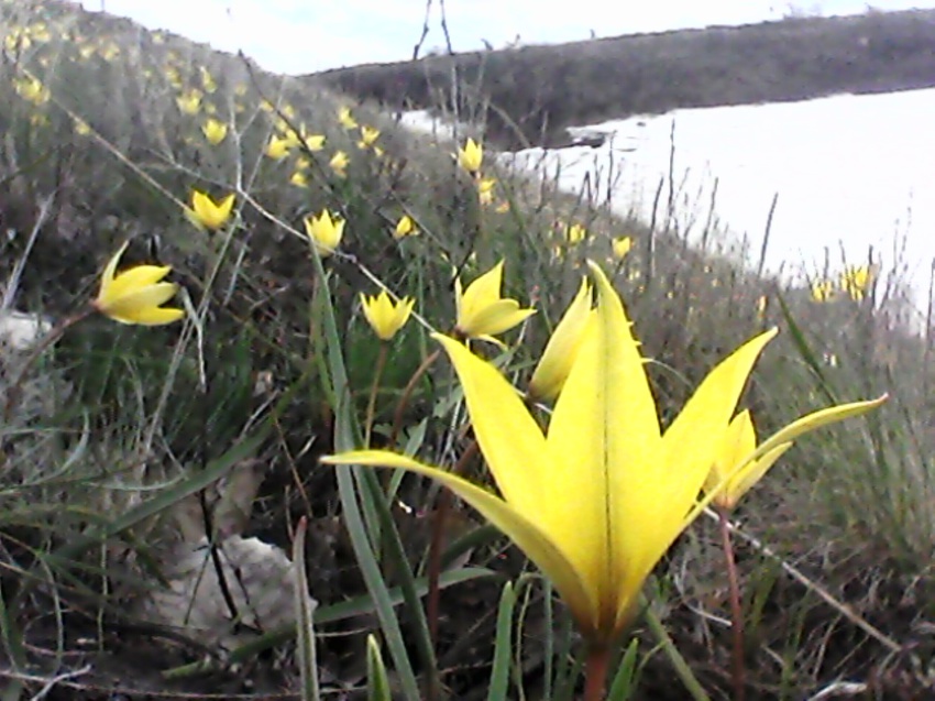 Ореховка...овраг Березовый весной