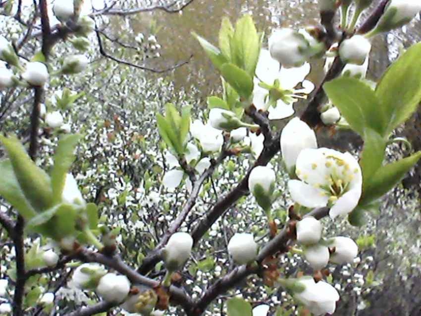 c.ореховка  цветущий терн