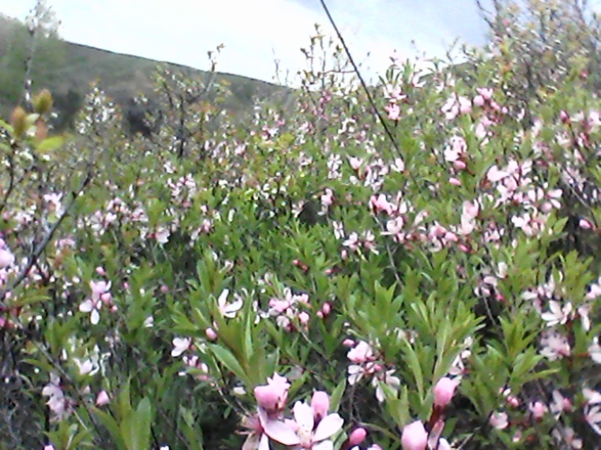 цветущий степной миндаль