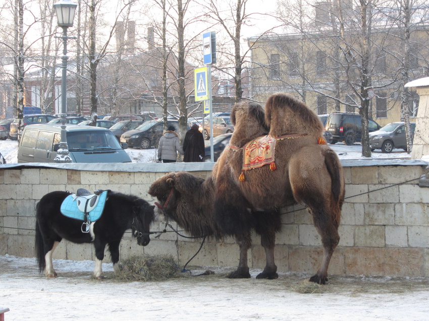 Гатчинский дворец.