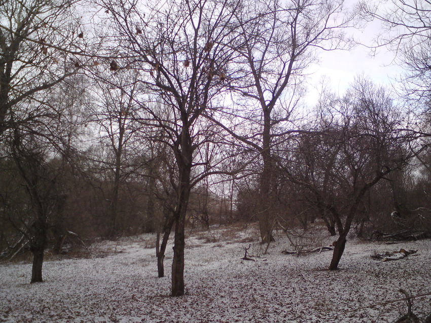 Яблоневый сад зимой