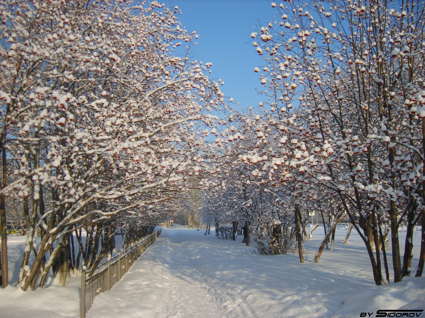 Улица Пушкина зимой