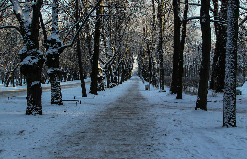 Аллея в парке