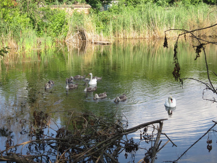 Лебеди в пруду. п. Кубань