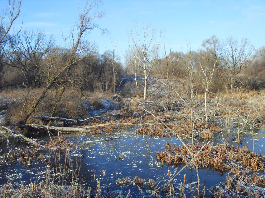 Кубань. Прудовые заросли