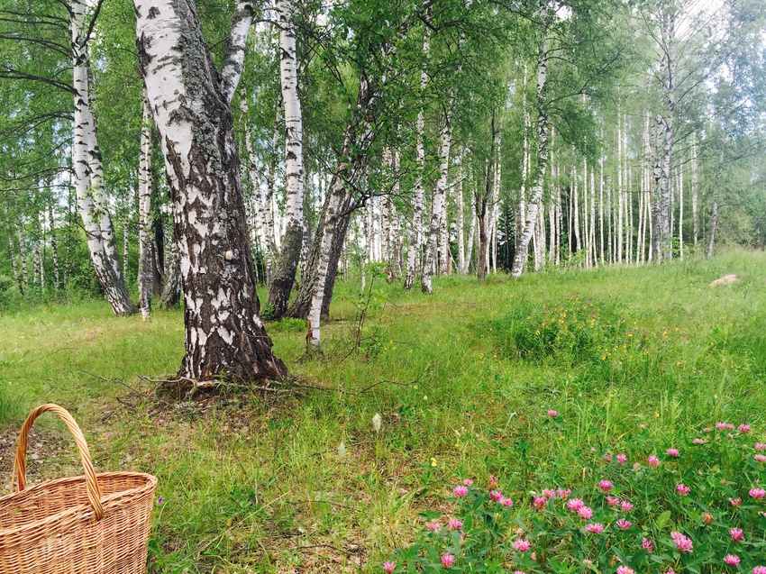 Поселок березовый участки. Березовая роща Киров. Захарьино деревня Берёзовая роща. Березовая роща Магнитогорск. Березовая роща Великий Новгород.