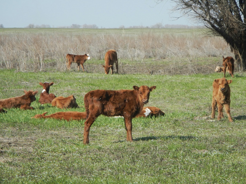 Телята на пойменных  Волжских пастбищах вблизи п.Цаган-Аман