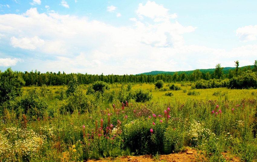 Цветущий берег Бирчикуля.