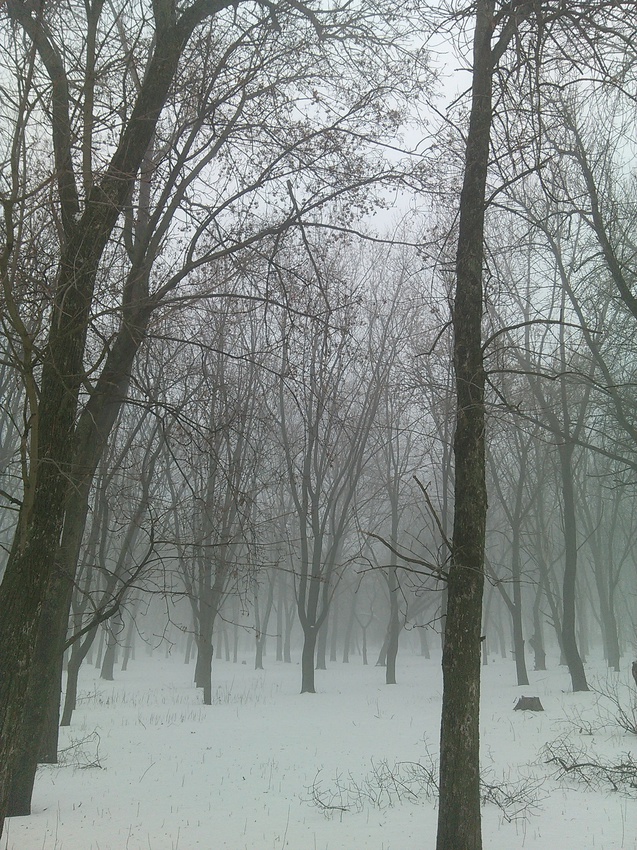 Парк на Черёмушках.Зимний туман.Вид от улицы Байдукова на юг .28 января 2016 года.