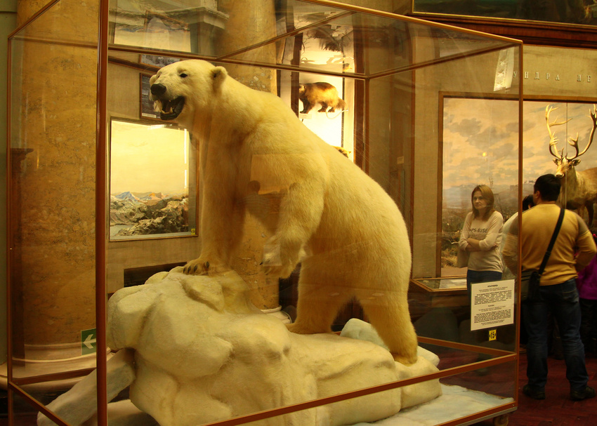 В музее Арктики и Анатарктики