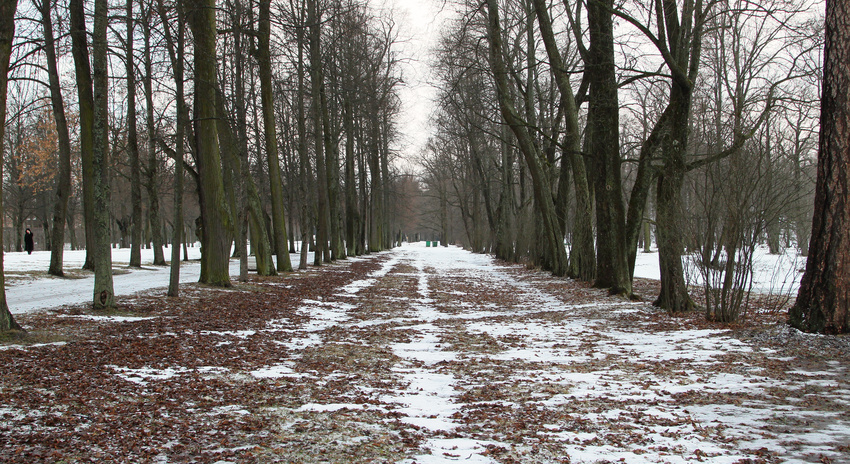 Аллея в парке