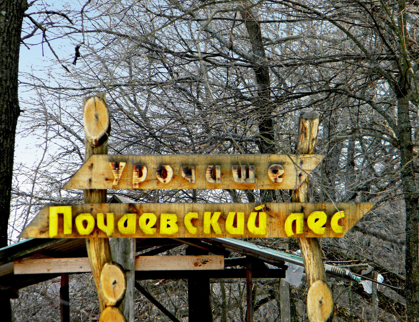Почаевский лес