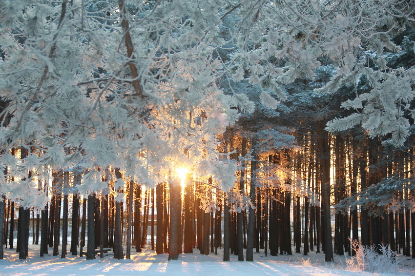 парк Собянина зимой