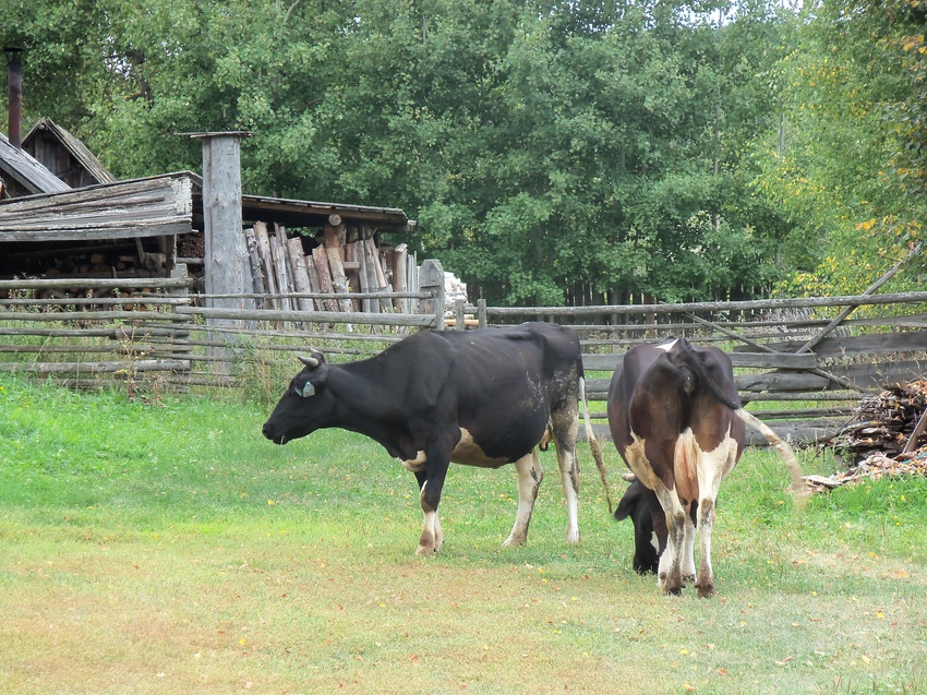 Все что осталось от стада 60-80 гол.