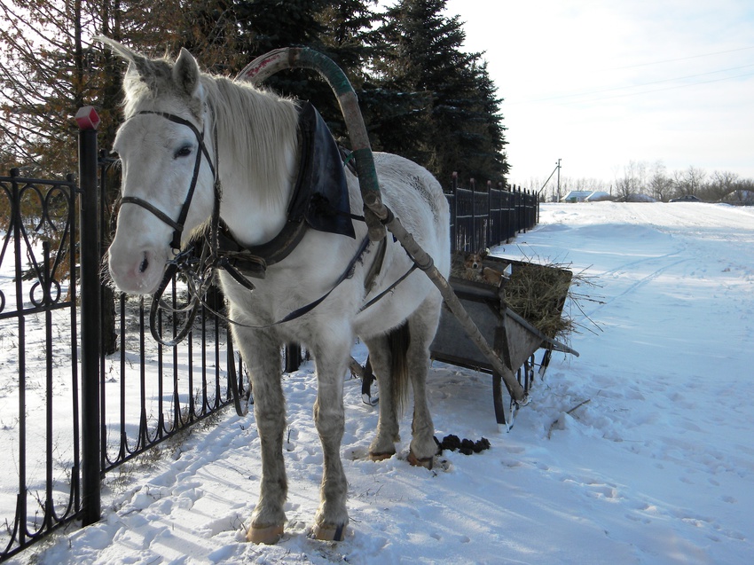 В селе Истобное
