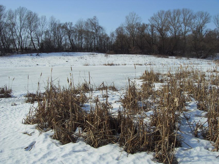 Вид на пруд