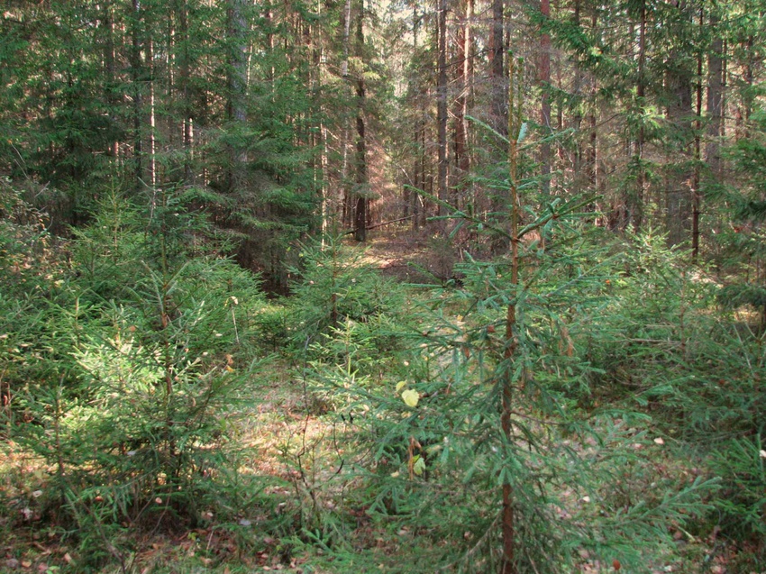 Лес около Фёдорихи.